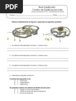 1.3 - Diversidade dos animais - AlimentaÃ§Ã£o -  Ficha Trabalho (2)[1]