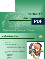 Anatomia