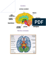 Cerebro