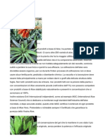 Aloe Vera PDF