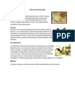 Ciclo de vida del pollo.docx