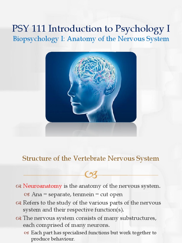Neuroanatomy and Nervous System Overview | PDF | Cerebral Cortex ...