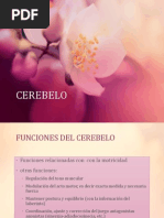 5.- Exploracion de Cerebelo