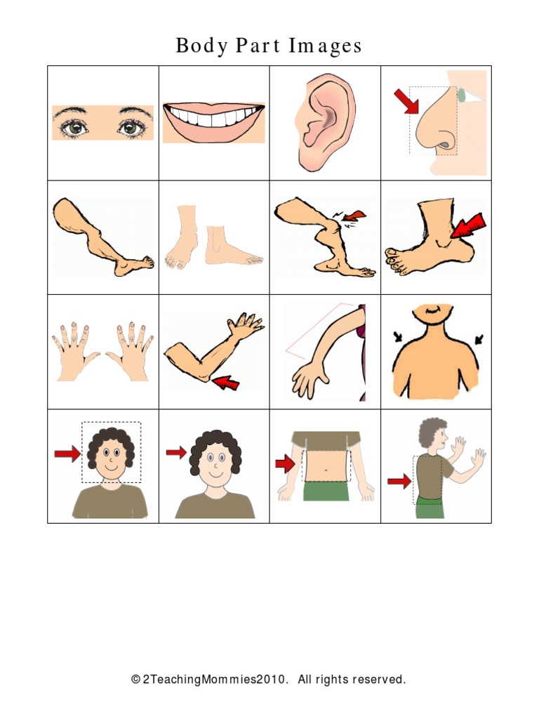 BodyPartImages PDF | PDF