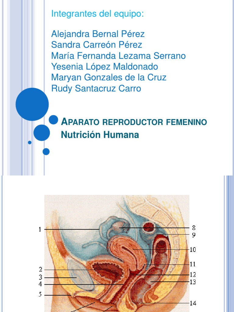 Aparato Reproductor Femenino 1