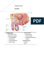 Anatomi Sistem Reproduksi