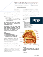 Sistema Respiratorio