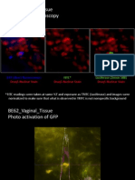 BE62 - Vaginal - Tissue Fluorescent Microscopy: Draq5 Nuclear Stain Draq5 Nuclear Stain Draq5 Nuclear Stain