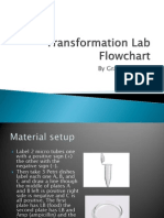 Transformation Lab Flowchart