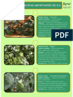 Ficha de Plantas Importantes de Ica