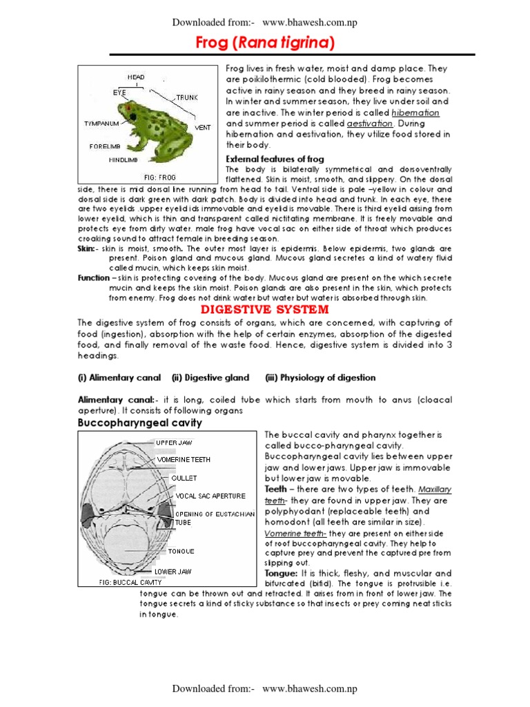 Biology Zoology Unit 7 Detailed Study of Frog PDF Respiratory