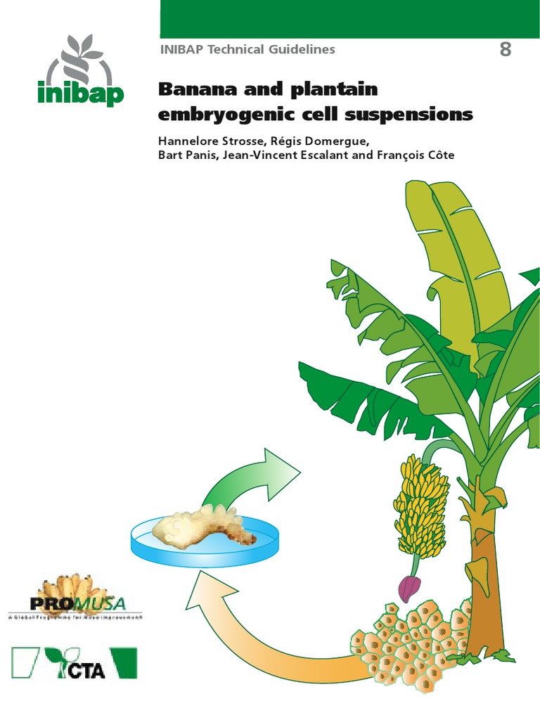 Banana Embryogenic Cell Suspensions Reproduction Biology