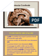 9 Corteccia Cerebral e