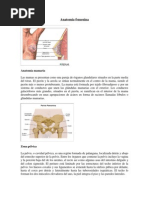 Anatomía y cultura de las nalgas | PDF | Nalgas | Anatomía humana