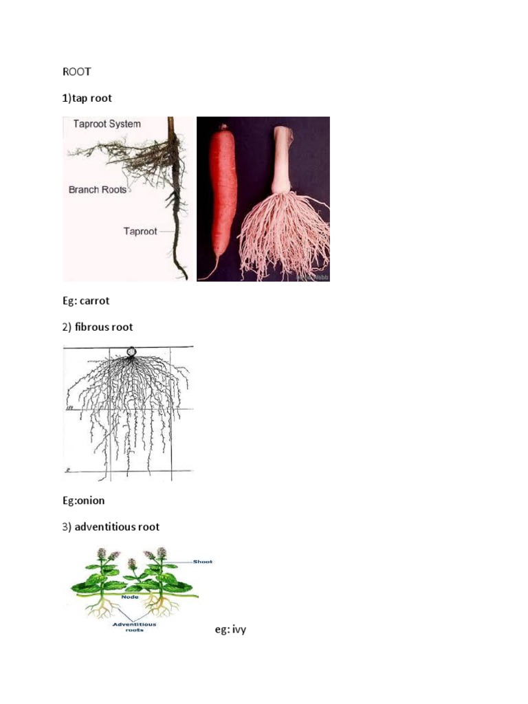 Root | PDF