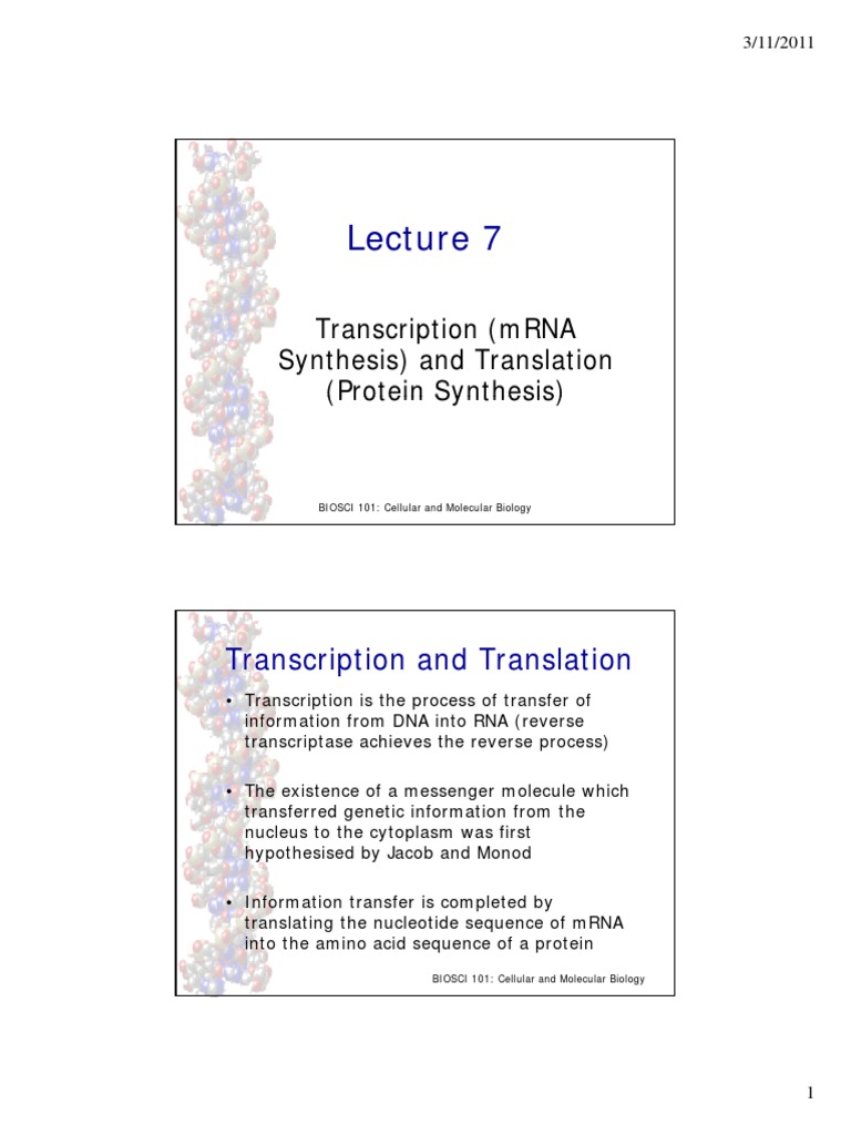 Transcription and Translation Overview | PDF | Translation (Biology ...