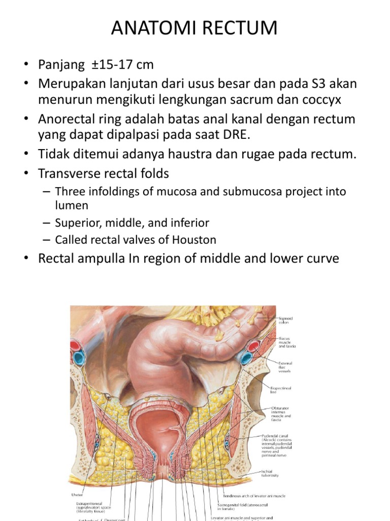 Anatomi Rectum | PDF | Rectum | Vein