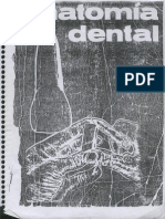 Anatomía Dental - Ramón García V