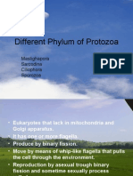 Different Phylum of Protozoa: Mastighapora Sarcodina Ciliophora Sporozoa