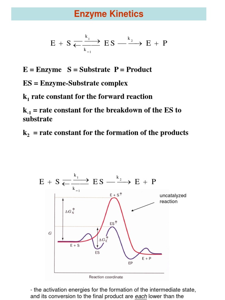 Enzyme Enzyme Inhibitor Active Site