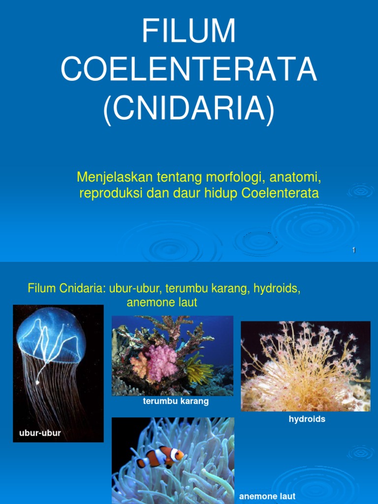 02 Coelenterata Pdf