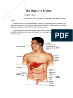 The Digestive System: An Overview of Organs and Processes