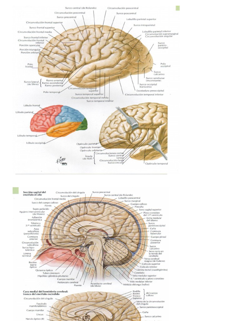 Cerebro - Configuración Interna | PDF, image size:768x1024