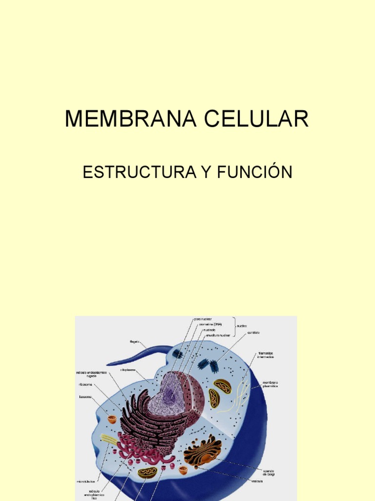 Estructura y funciones de la membrana celular | PDF | Membrana celular ...
