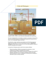 Ciclo Del Nitrcgeno4