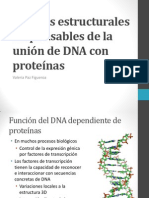 Motivos Estructurales Responsables de La Unión de DNA PDF