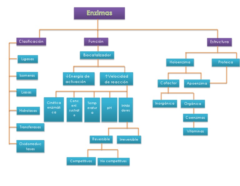 Mapa Conceptual Enzimas