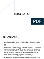 Brucella Sp