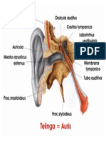 Telinga-gambar