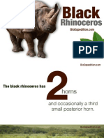 Black rhinoceros (Diceros bicornis) - In danger of disappearing