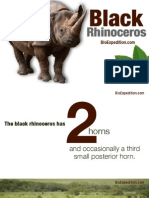 Black Rhinoceros (Diceros Bicornis) - in Danger of Disappearing