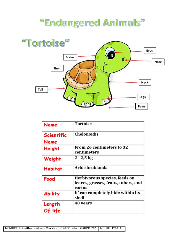 Tortoise: Classification and Herbivory | PDF