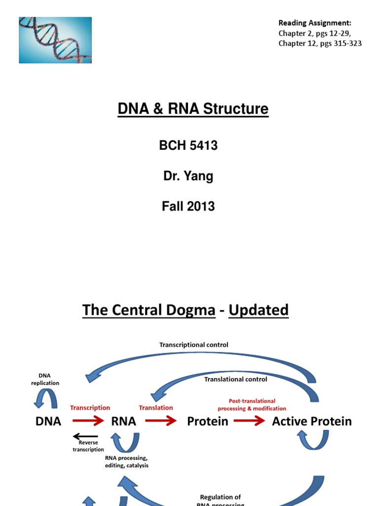 DNA and RNA Structural Overview | PDF | Nucleic Acid Double Helix | Dna