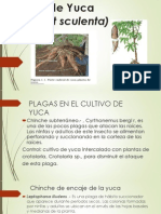 Cultivo de Yuca.pptx