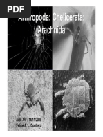 Aula XV - Arachnida