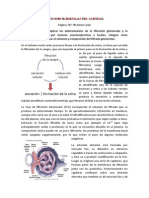 54.Filtracion_Glomerular