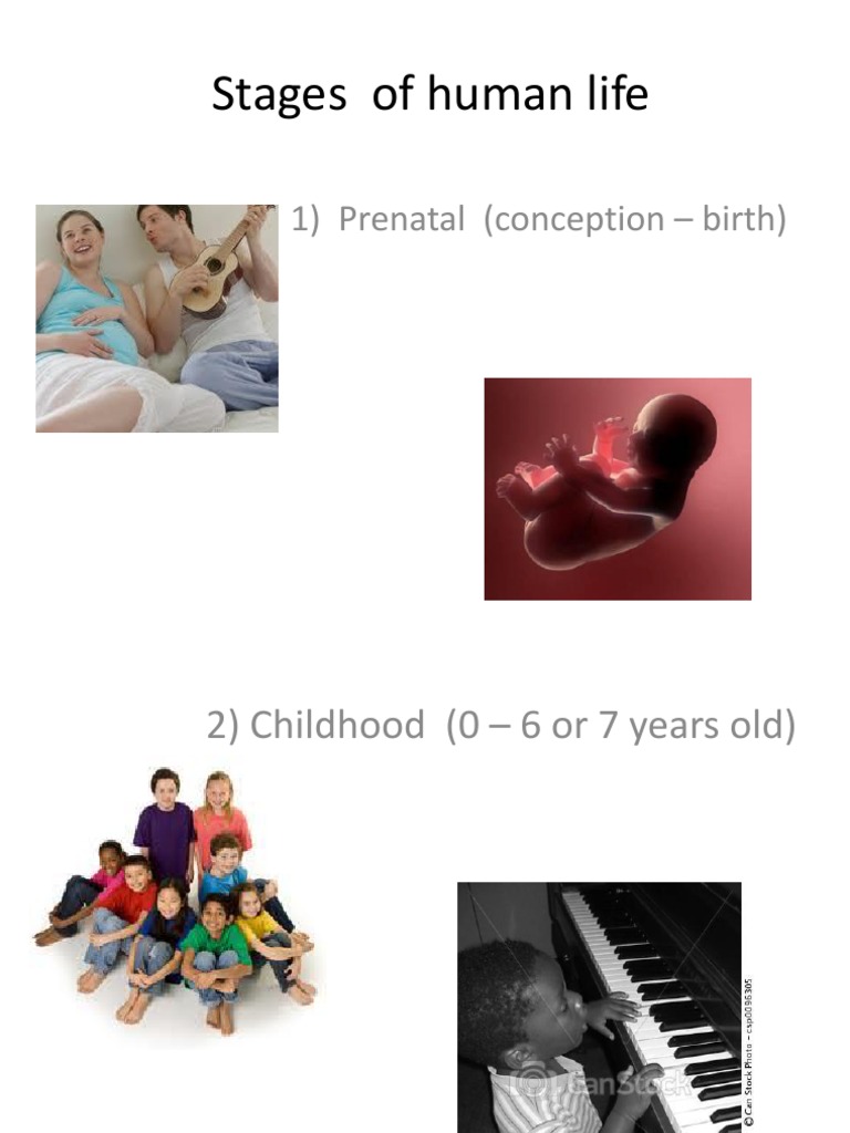 Stages of Human Life (3 Etapas) | PDF