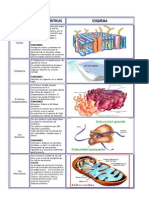 Organelos Celulares Cuadro