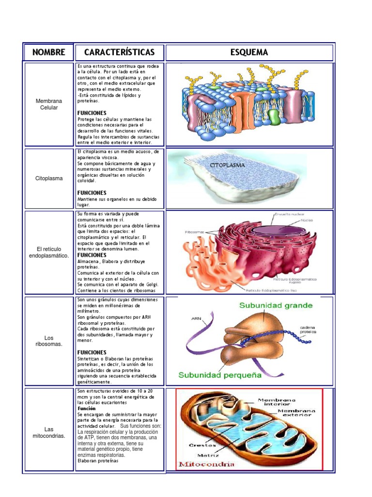 Organelos Celulares Cuadro Citoplasma Célula Biología