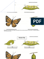 Butterfly Assessment Worksheet