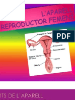Aparell Reproductor Femení
