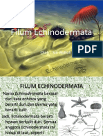 Filum Echinodermata