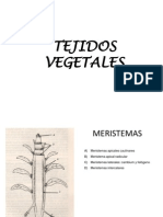 1854808538.Tejidos Vegetales en Pp