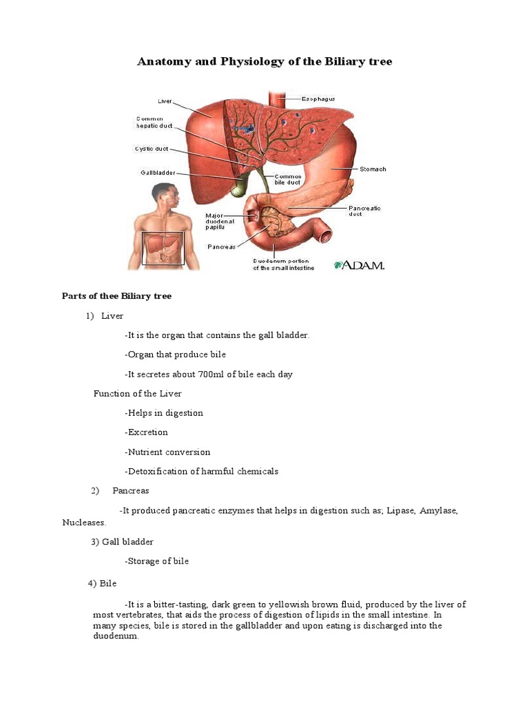 Anatomy and Physiology of the Biliary Tree | Bile | Gallbladder