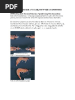 Enfermedades de Camarones