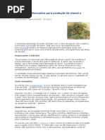 Mandioca é alternativa para produção de etanol e hidrogênio